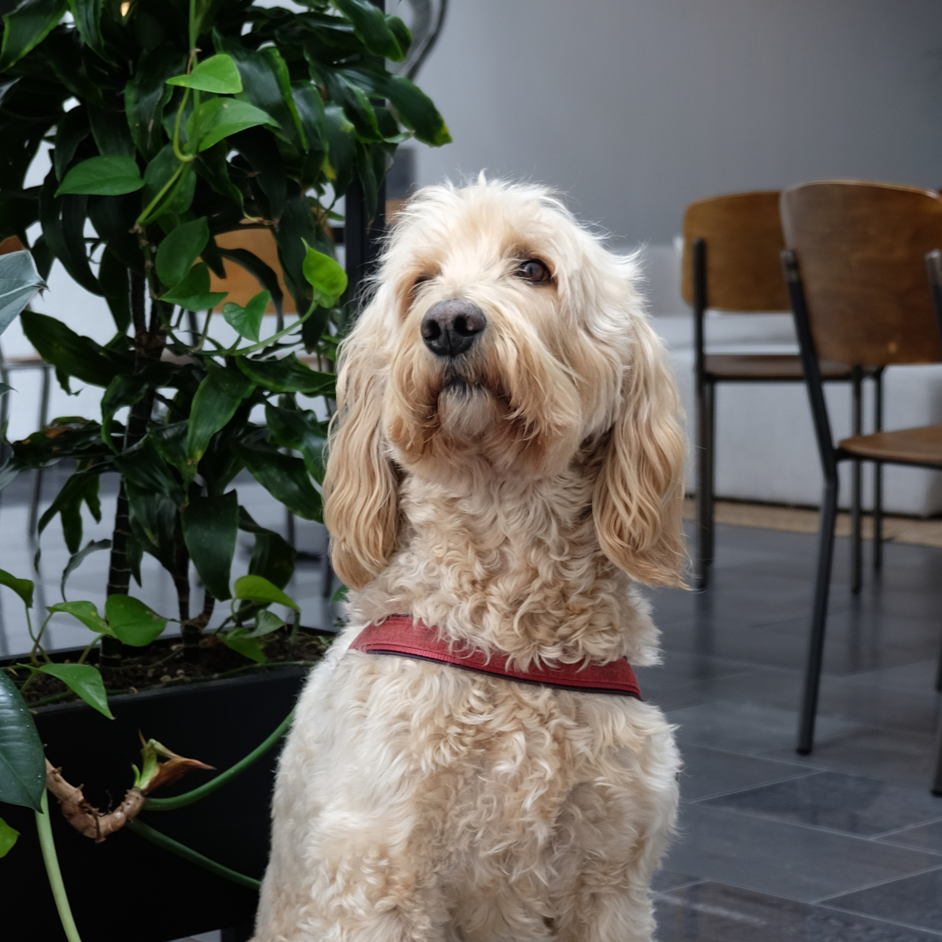 Office dog Doodle